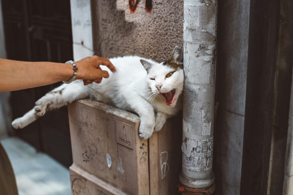 13 Cat Mom Stereotypes That Are Actually Dead Wrong
