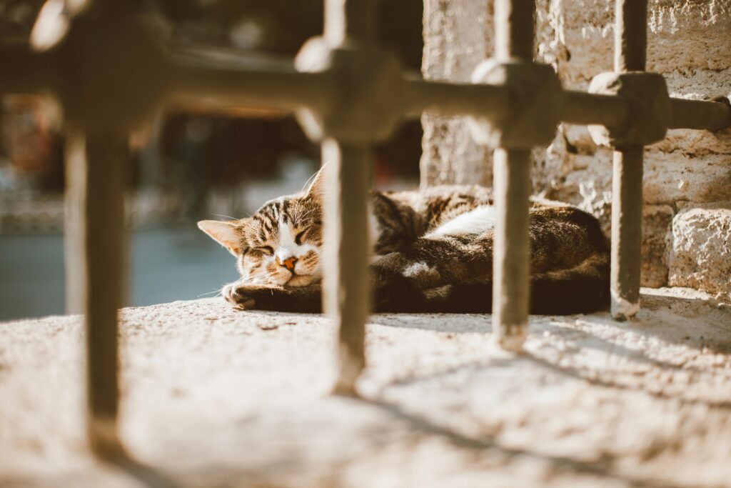 The Cat Mom's Survival Guide: 10 Tips for Living with Multiple Cats