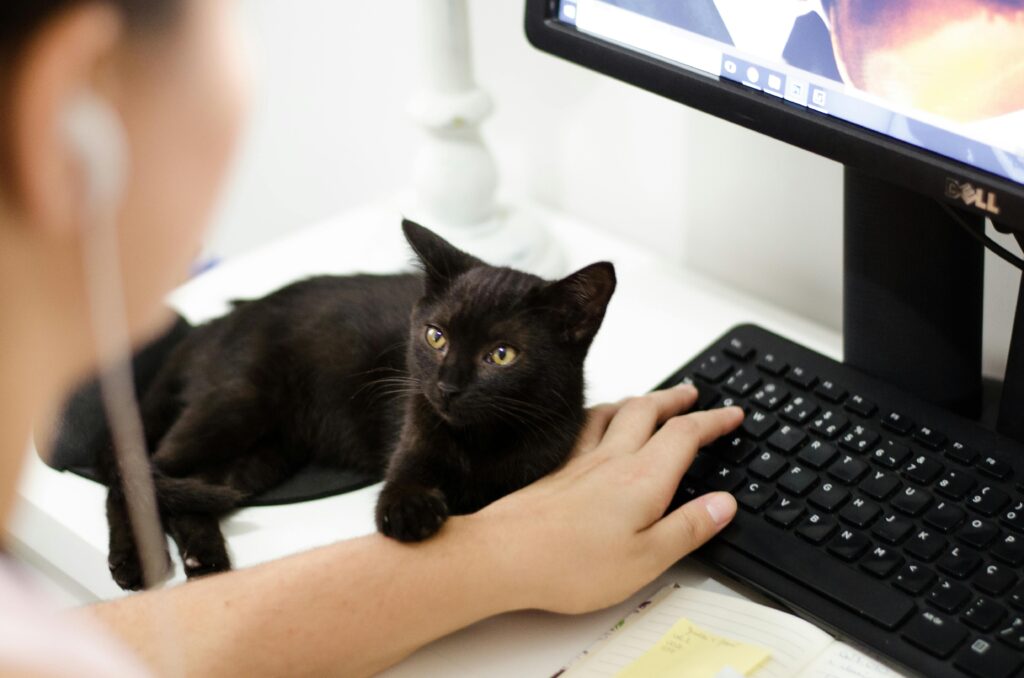 12 Things Your Cat Does That Prove They're Your Evil Overlord