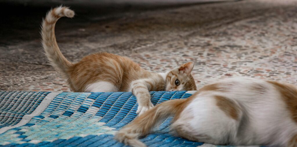 10 Shocking Truths About Cat Behavior That'll Blow Your Mind