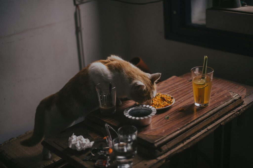 The Great Cat Food Taste Test: I Tried It So You Don't Have To