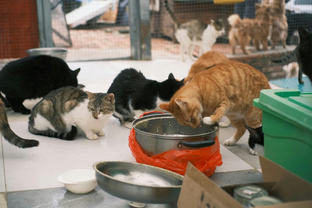 The Cat Mom's Guide to World Domination: How Felines Are Taking Over