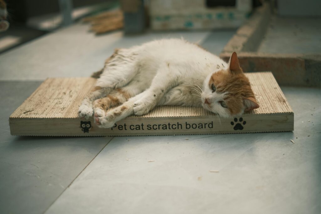 The Ultimate Guide to Cat-Proofing Your Home (And Sanity)