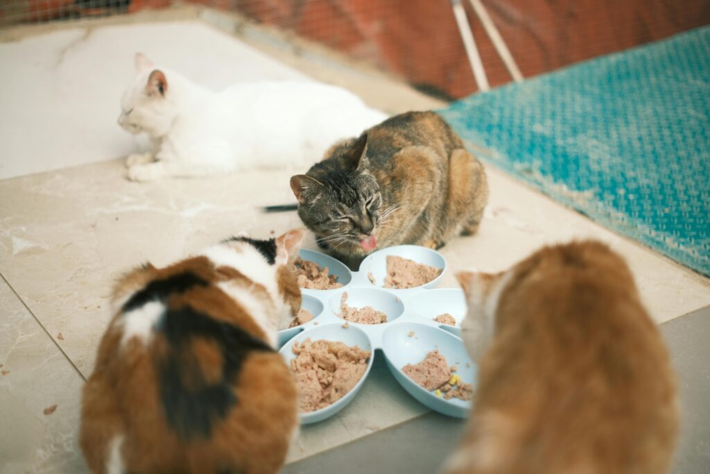 The Cat Mom's Survival Guide: 10 Tips for Living with Multiple Cats
