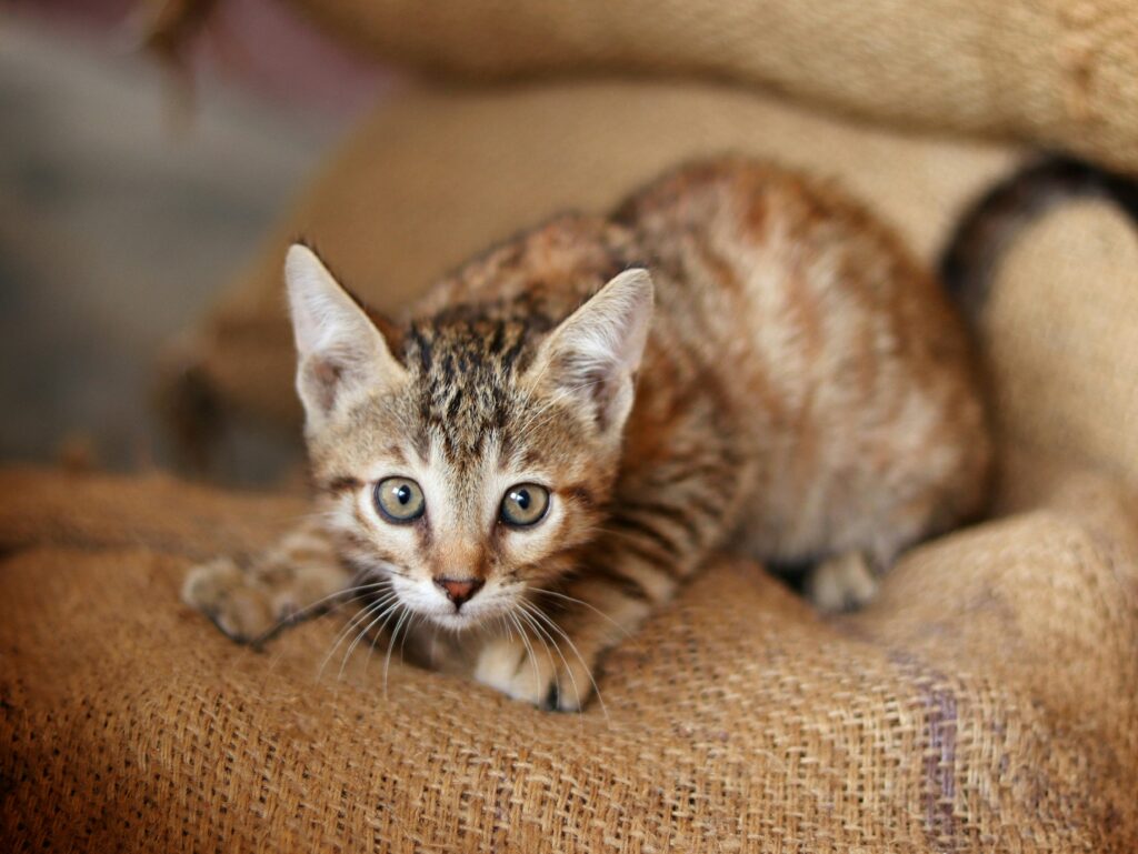 Confessions of a Reformed Dog Person: How I Became a Cat Mom Overnight