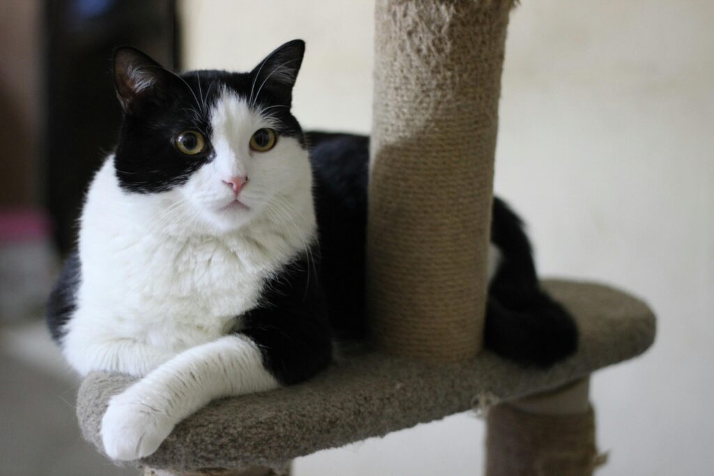The Cat Mom's Guide to Home Decor: Embracing Fur as a Design Element