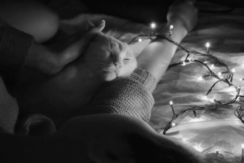 A person gently pets a content cat lying on their arm, surrounded by glowing string lights on a bed in a cozy, dimly lit setting.