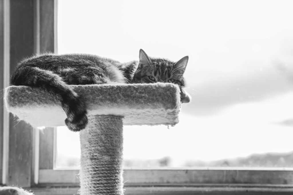 The Ultimate Guide to Cat-Proofing Your Home (And Sanity)