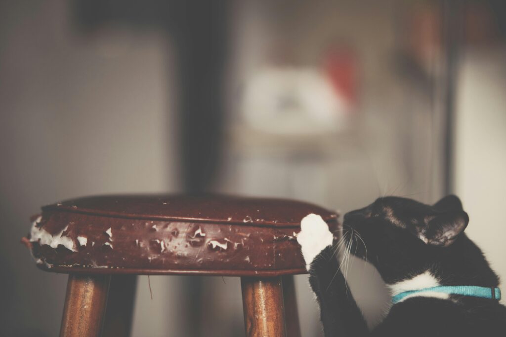 The Ultimate Guide to Cat-Proofing Your Home (And Sanity)
