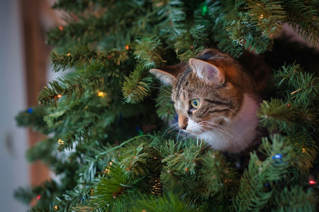 The Ultimate Cat vs Houseplant Smackdown: Who Will Win?