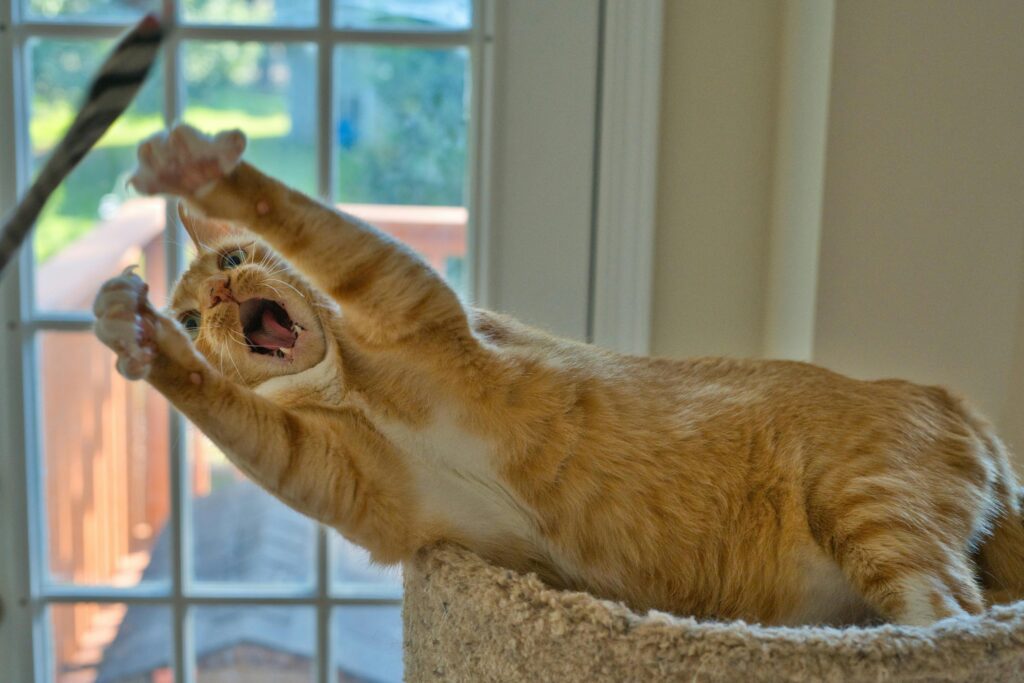 9 Hilarious Cat Mom Fails That'll Make You Feel Better About Your Life