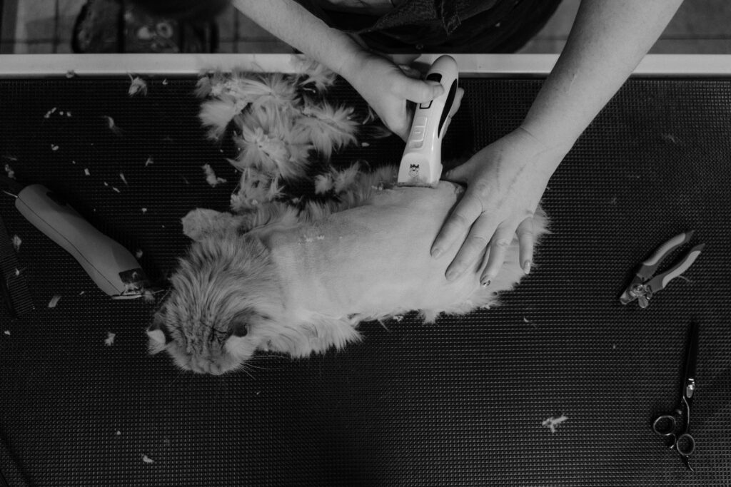 The Unexpected Perks of Cat Hair: 7 Uses You Never Knew Existed