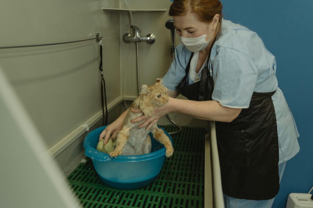 The Hidden Dangers of Being a Cat Mom