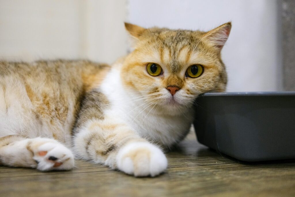 9 Hilarious Cat Mom Fails That'll Make You Feel Better About Your Life