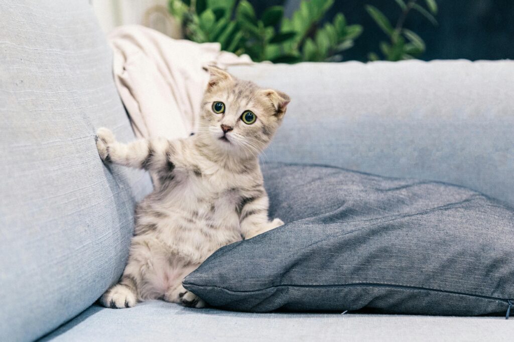 The Ultimate Cat Mom Bucket List: 15 Things You Must Do Before You Die