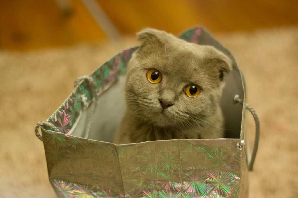 9 Reasons Why Being a Cat Mom Is Better Than Being a Millionaire