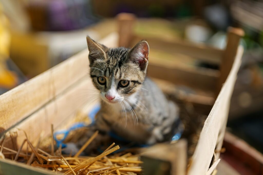 9 Hilarious Ways Cats Sabotage Your Love Life