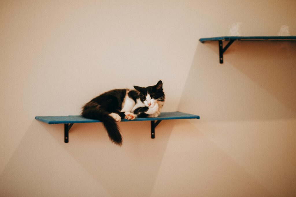 15 Cat Mom Hacks That'll Change Your Life