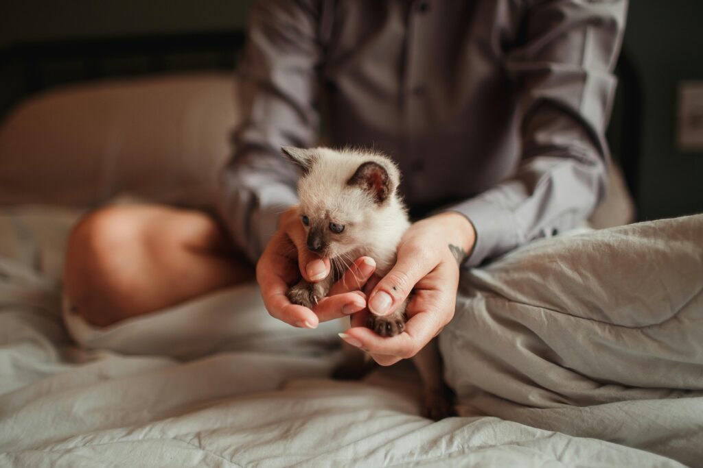 A person in a gray shirt, sitting cross-legged on a bed, gently holds a small Siamese kitten in their hands. The kitten looks curious, nestled comfortably in the persons palms.