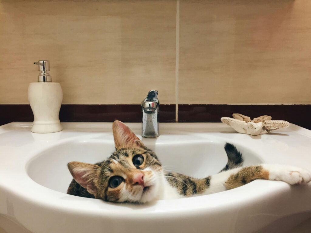 12 Things Your Cat Does That Prove They're Your Evil Overlord