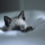 The Hidden Dangers of Being a Cat Mom