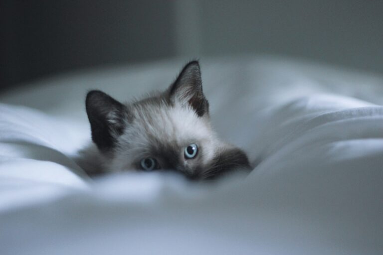 The Hidden Dangers of Being a Cat Mom