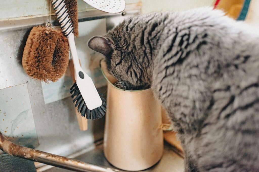 10 Famous Cat Moms Who Changed the World