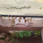 The Cat Mom Guide to Traveling: How to Vacation Without the Guilt