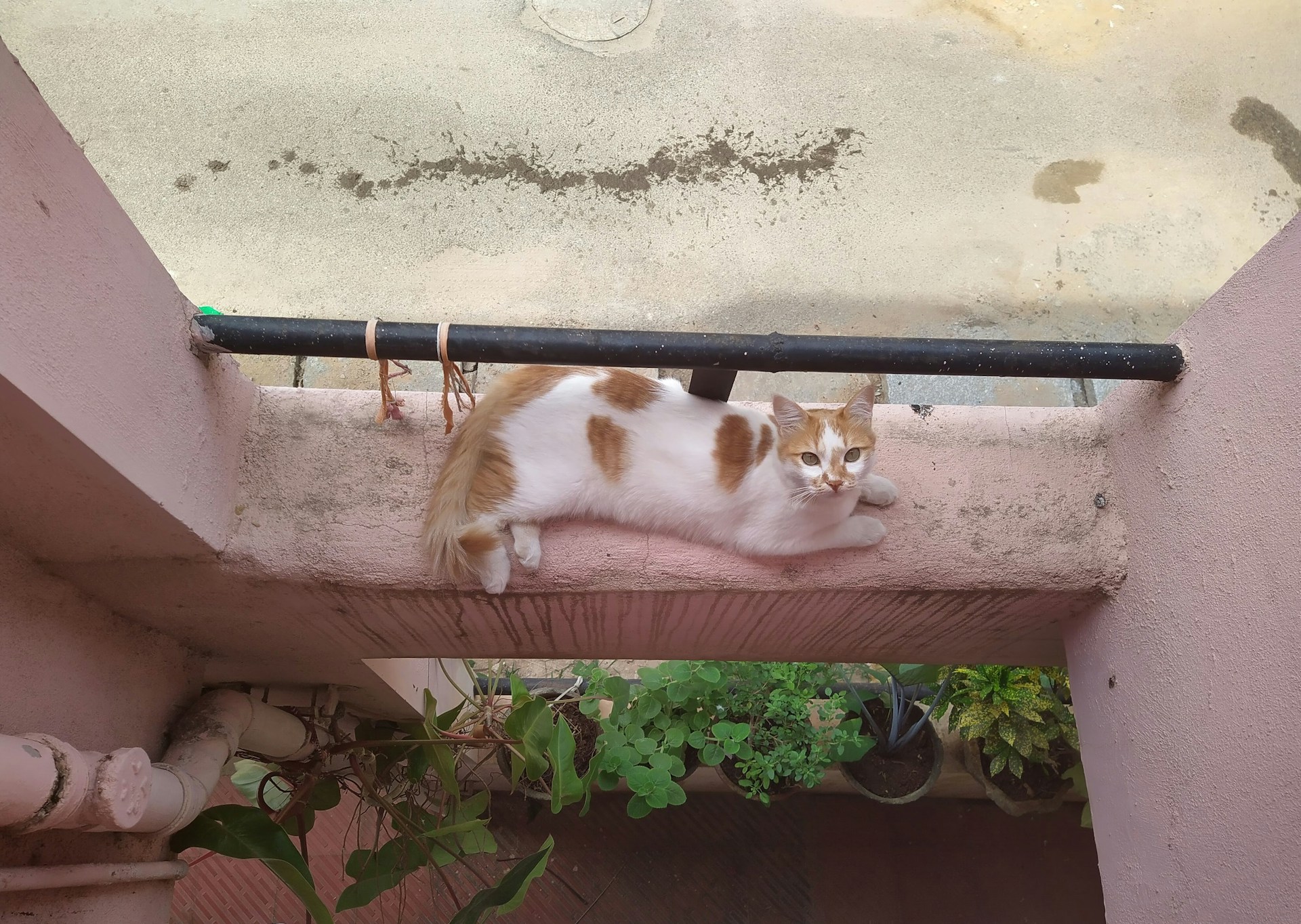The Cat Mom Guide to Traveling: How to Vacation Without the Guilt