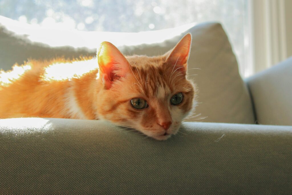10 Famous Cat Moms Who Changed the World