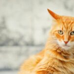 9 Hilarious Ways Cats Sabotage Your Love Life