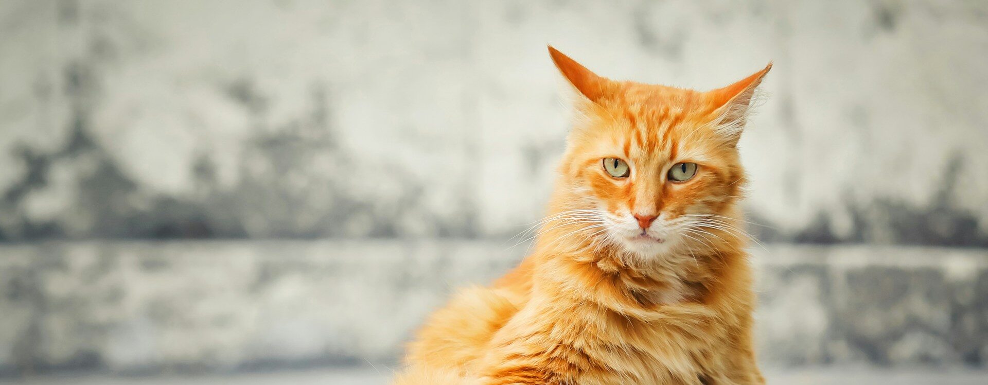 9 Hilarious Ways Cats Sabotage Your Love Life