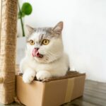9 Hilarious Cat Mom Fails That'll Make You Feel Better About Your Life