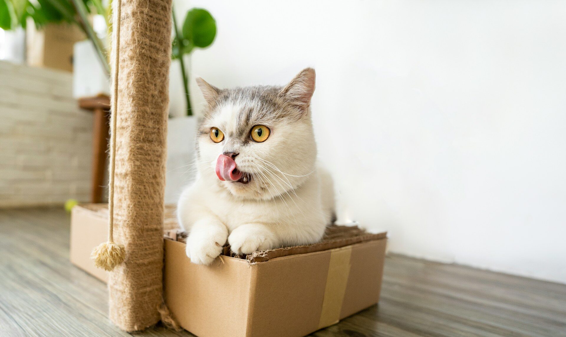 9 Hilarious Cat Mom Fails That'll Make You Feel Better About Your Life