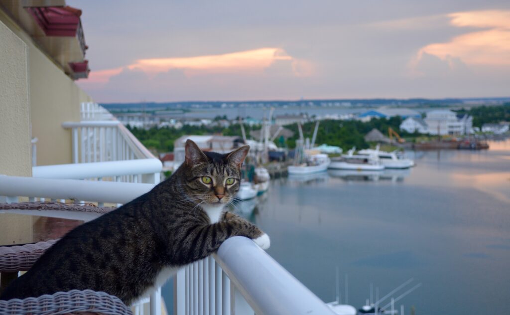 A tabby cat lounges on a balcony railing overlooking a marina with boats and calm water at sunset, with pastel-colored clouds in the sky.