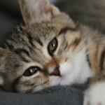 The Ultimate Guide to Cat-Proofing Your Home (And Sanity)
