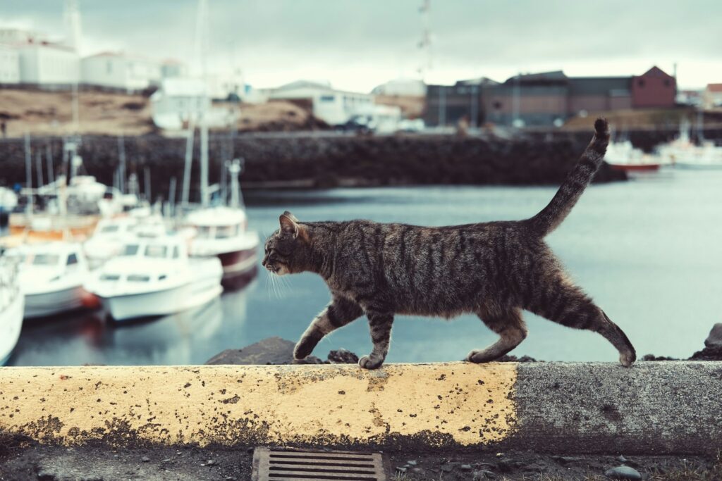 7 Unbelievable Cat Myths Debunked by Real Cat Moms