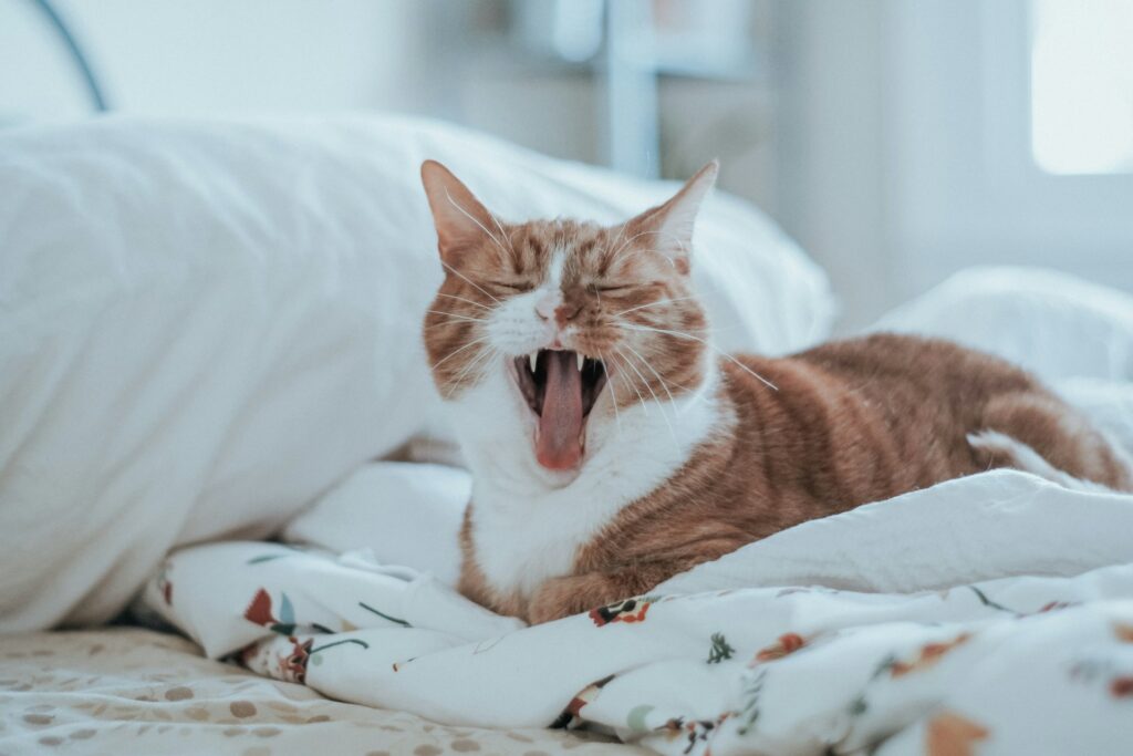 11 Things Your Cat Does That Prove They're Smarter Than Your Ex