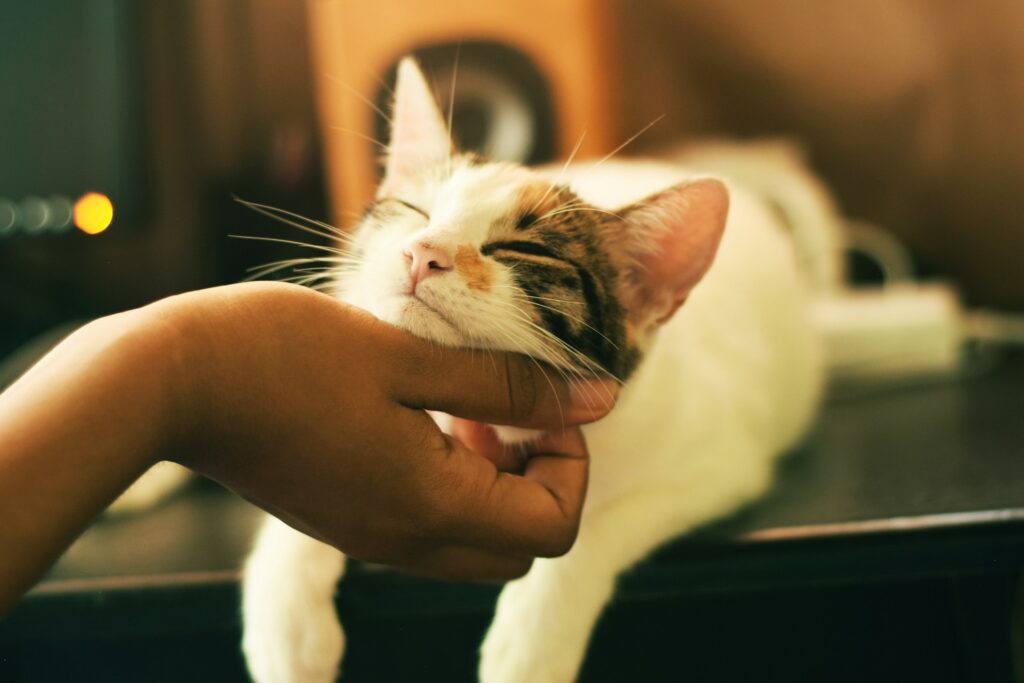 The Ultimate Cat Mom Bucket List: 15 Things You Must Do Before You Die