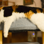 Long Haired Calico Cat Lies on Stool Relaxed