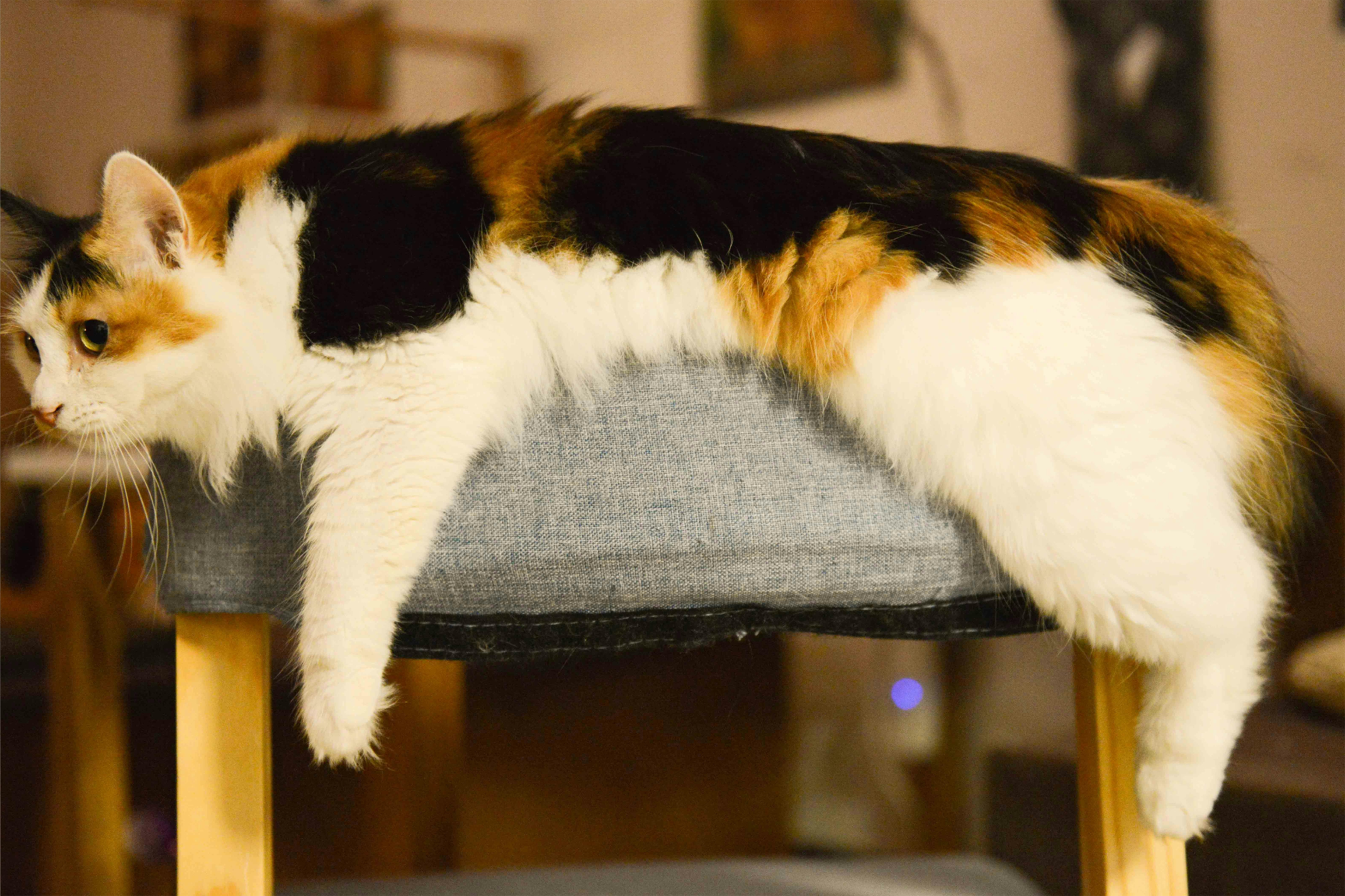 Long Haired Calico Cat Lies on Stool Relaxed