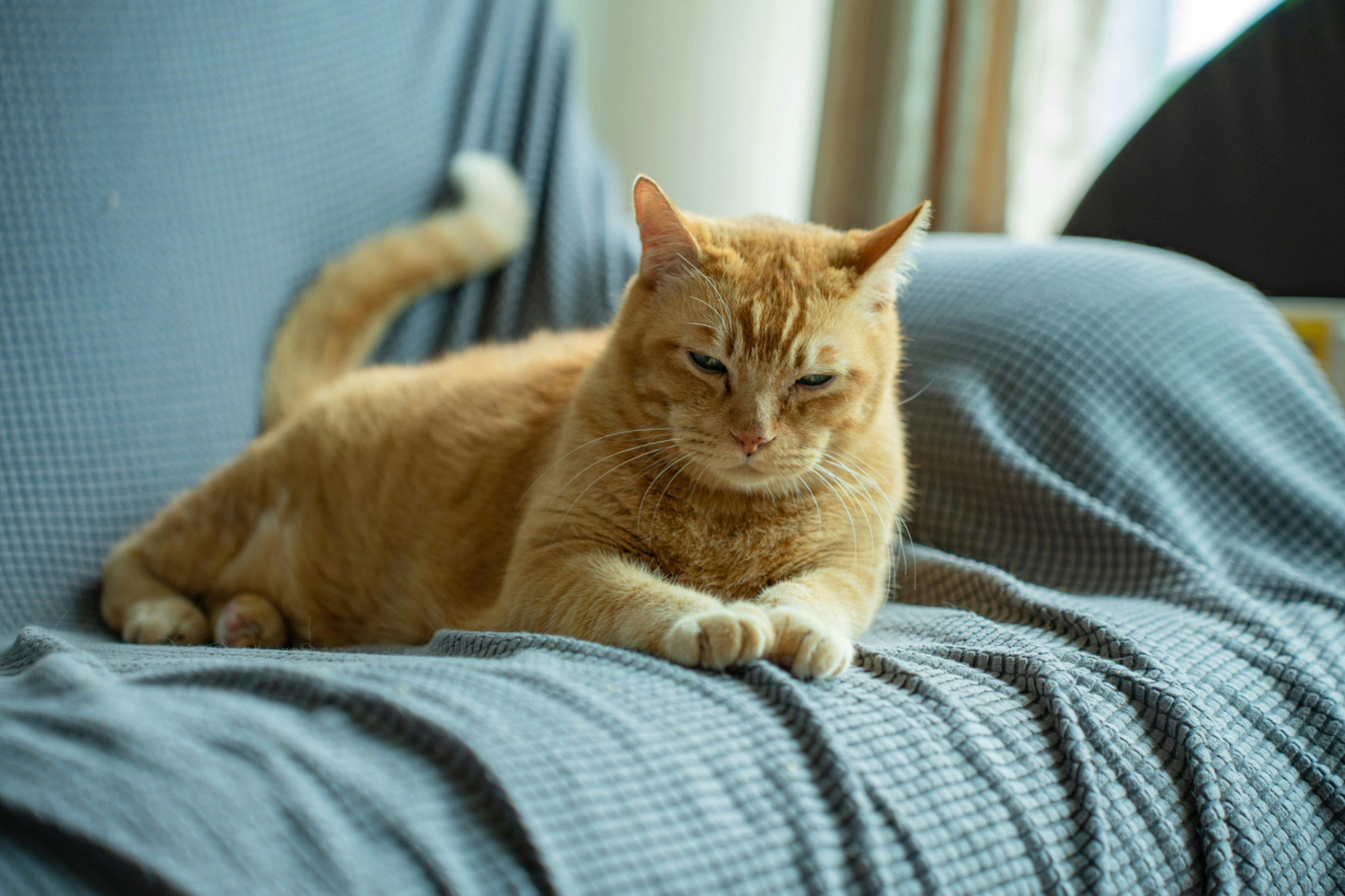 A relaxed orange tabby cat lies on a blue textured blanket covering a couch, looking calmly ahead with its front paws crossed and tail curled to the side. Soft natural light fills the room.