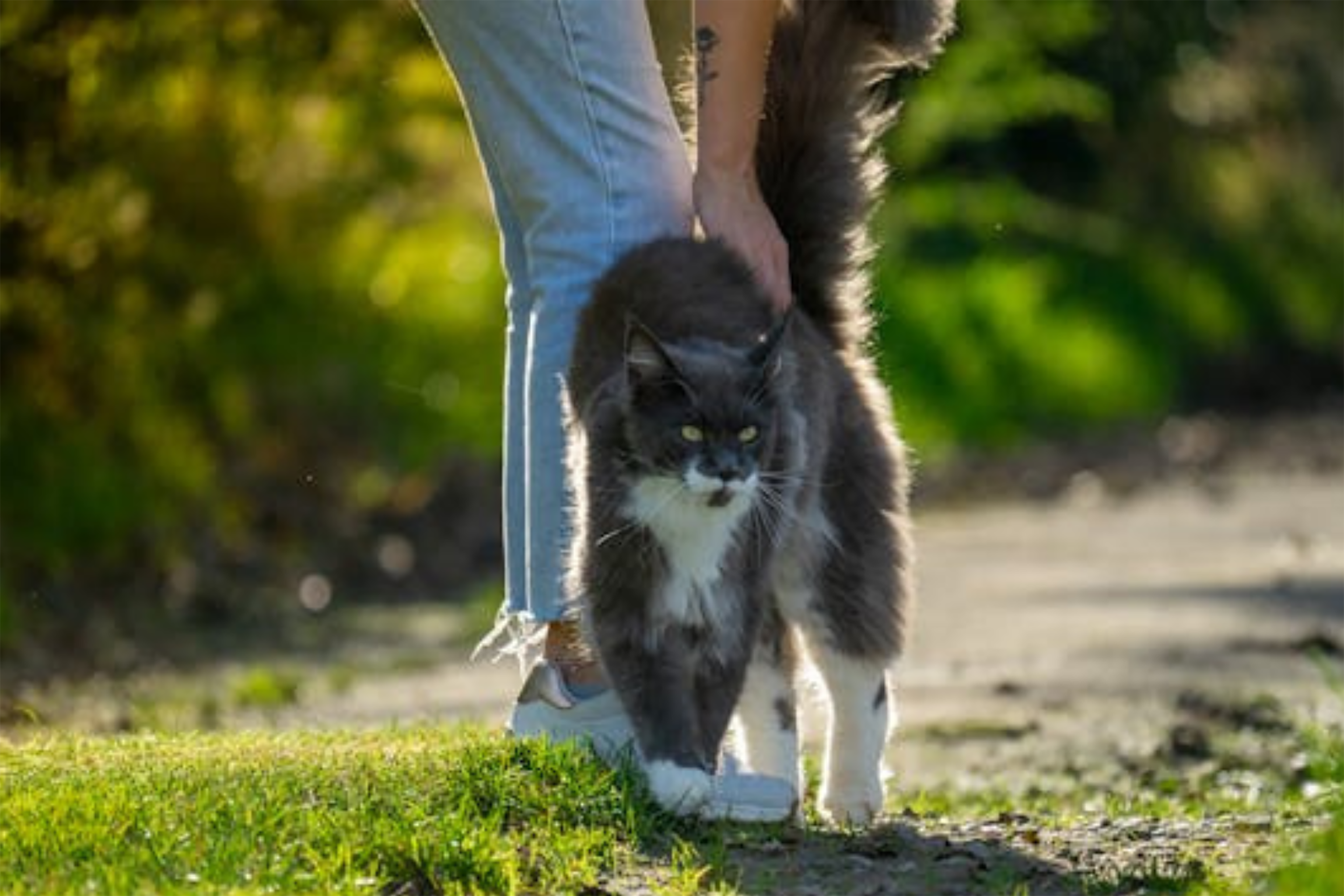 Large Black Cat With White Markings Hugs Owners Legs