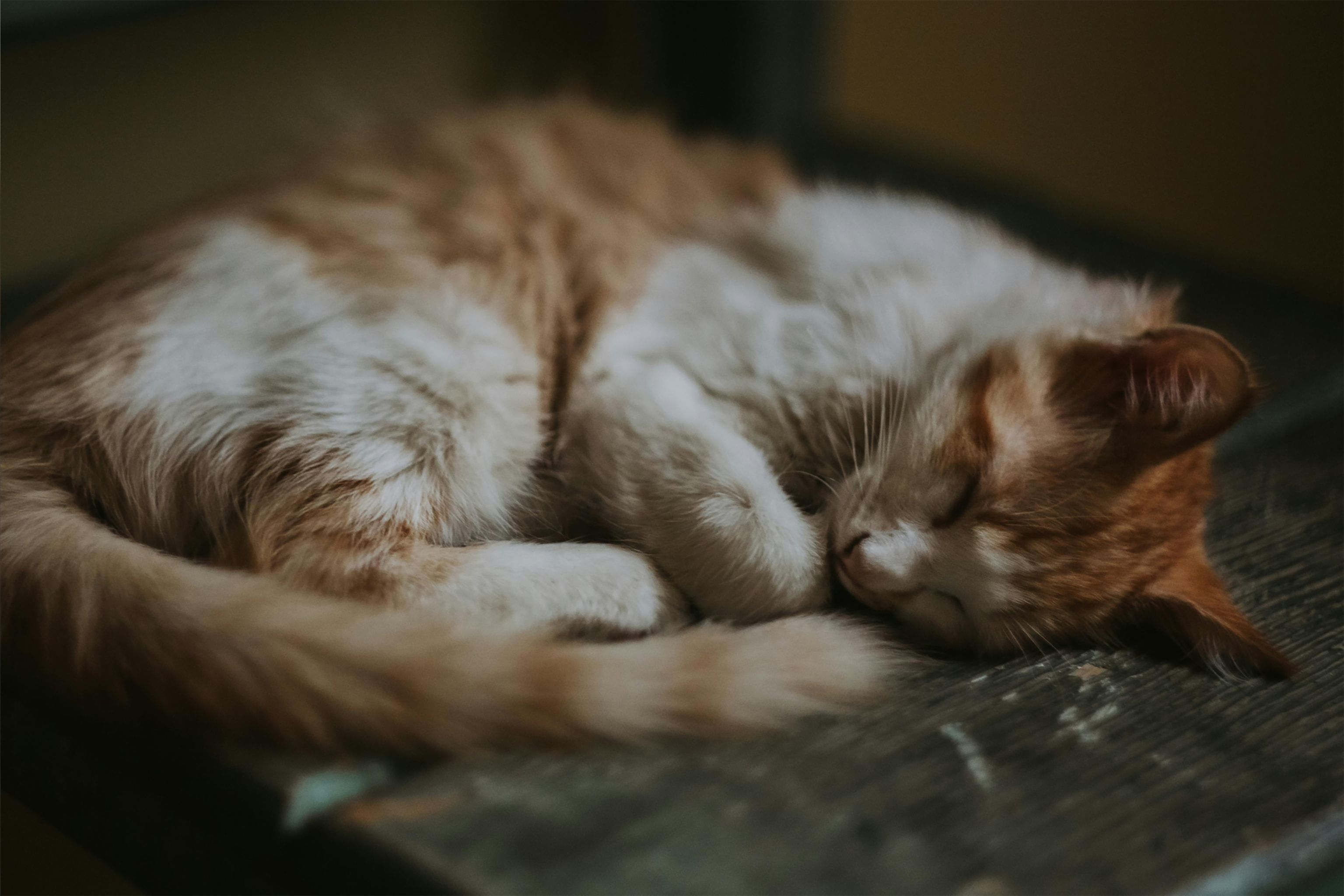 Cat Sleeps With Tail Curved