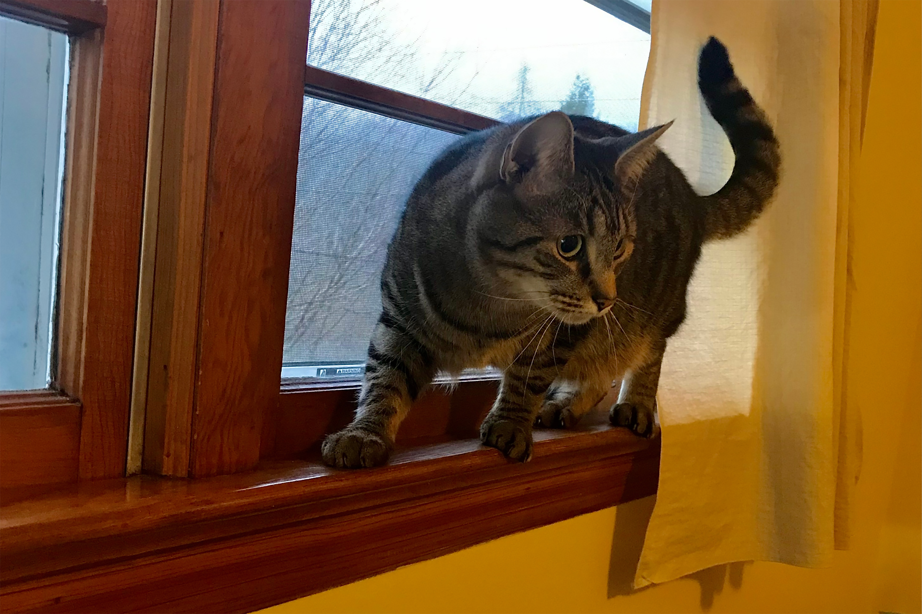 A tabby cat walks along the wooden windowsill inside a house, with its tail up and looking outside through the partially open window framed by a yellow curtain.