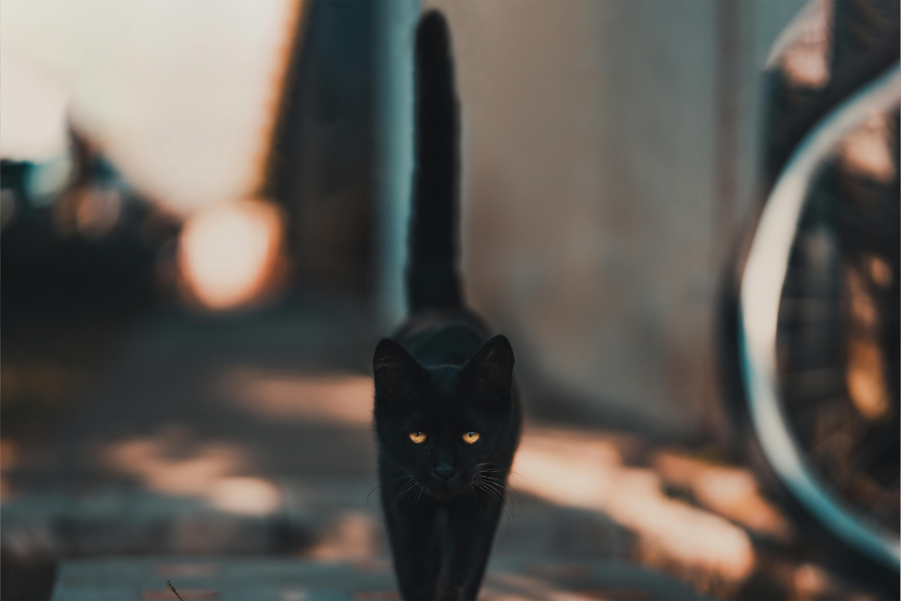A black cat with bright yellow eyes walks confidently along a sunlit, blurred outdoor path, with its tail upright and background softly out of focus.