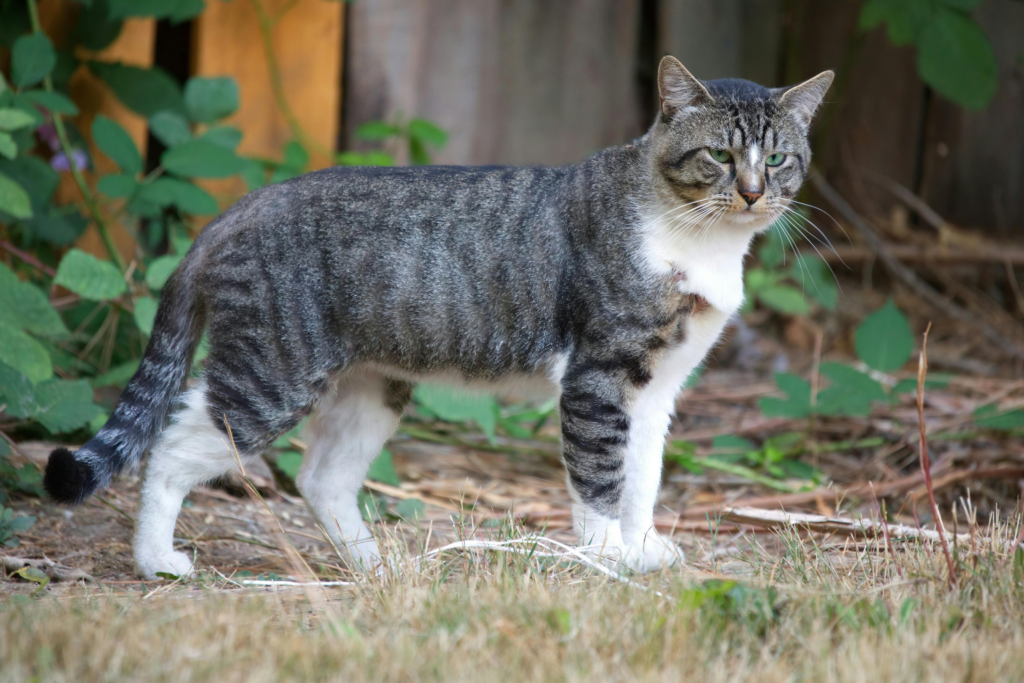 A gray tabby cat with white legs and chest stands on dry grass outdoors, looking alertly to the right. Green plants and a wooden fence are visible in the background.