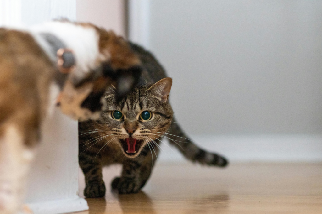 A tabby cat crouches on the floor, hissing with its mouth open and ears back, as a small dog looks on from the left side of the image near a white wall.