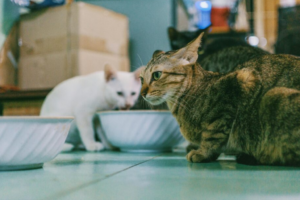 Angry cat a mealtime