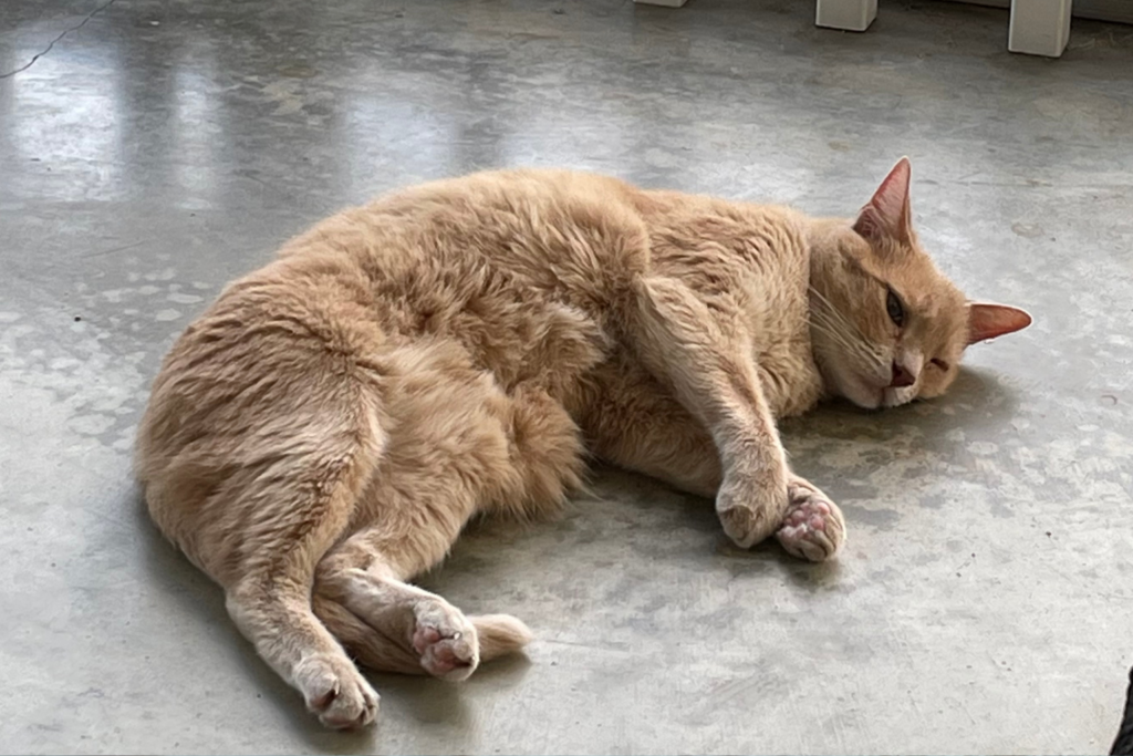 A light orange cat is lying on its side on a gray concrete floor, looking relaxed and slightly sleepy with its head resting on the ground.